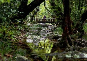 غابات دينتري المطيرة-   The Daintree Rainforest