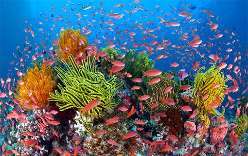 الحياة البحرية التنوعة في الحاجز المرجاني العظيم